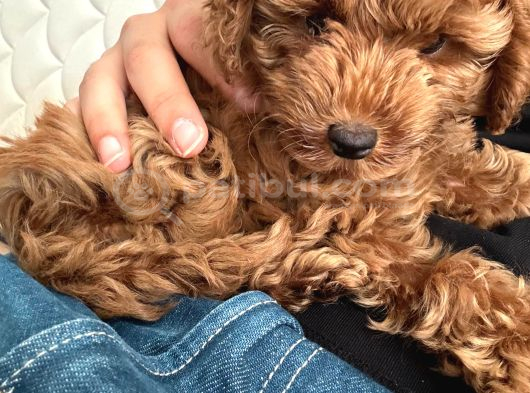 Enerjik Ve Zeki 3 Aylık Maltipoo Yavrusu görsel