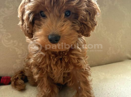 Enerjik Ve Zeki 3 Aylık Maltipoo Yavrusu