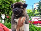 Amerikan Akita