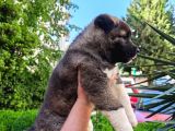 Amerikan Akita