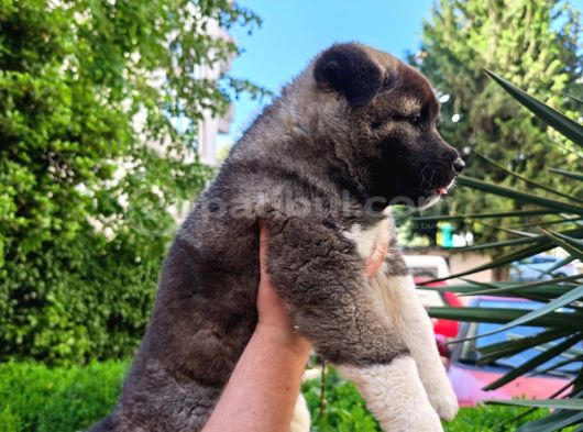 Amerikan Akita görsel