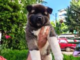 Amerikan Akita