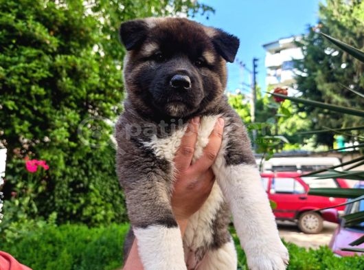 Amerikan Akita