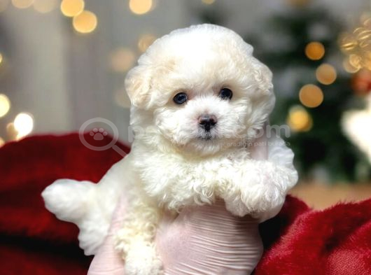 Kartopu Gi̇bi̇ Yavrulari̇mi̇z Malti̇poo İstanbulda görsel