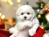 KARTOPU GİBİ YAVRULARİMİZ MALTİPOO İSTANBULDA