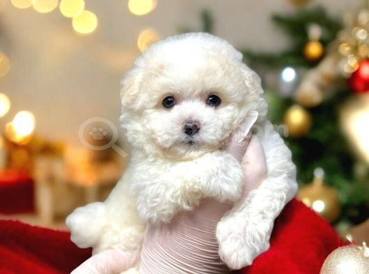 Kartopu Gi̇bi̇ Yavrulari̇mi̇z Malti̇poo İstanbulda