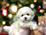 Kartopu Gi̇bi̇ Yavrulari̇mi̇z Malti̇poo İstanbulda