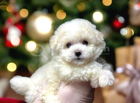 Kartopu Gi̇bi̇ Yavrulari̇mi̇z Malti̇poo İstanbulda görsel