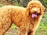 Dev Labradoodle Yavrular
