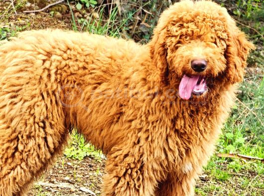 Dev Labradoodle Yavrular görsel