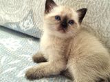 Ayicik Surat Bri̇ti̇sh Longhai̇r Yavrular