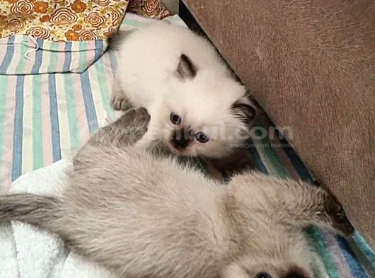 Ayicik Surat Bri̇ti̇sh Longhai̇r Yavrular görsel