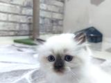 Ayicik Surat Bri̇ti̇sh Longhai̇r Yavrular