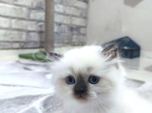 Ayicik Surat Bri̇ti̇sh Longhai̇r Yavrular görsel