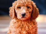 Dev Labradoodle Yavrular