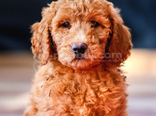 Dev Labradoodle Yavrular görsel