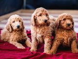 Dev Labradoodle Yavrular