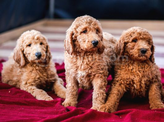 Dev Labradoodle Yavrular görsel