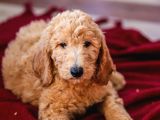 Dev Labradoodle Yavrular