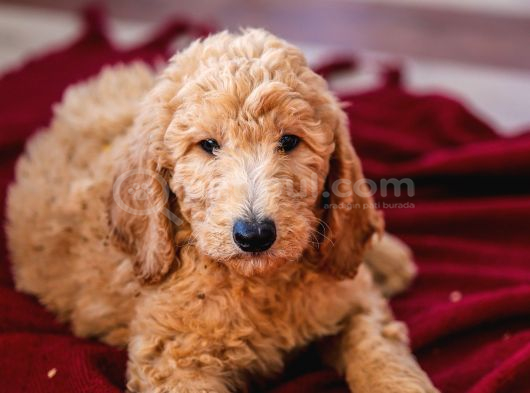 Dev Labradoodle Yavrular görsel