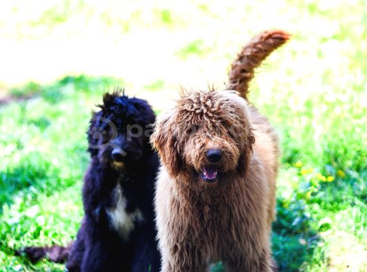 Dev Labradoodle Yavrular