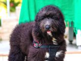 Nadi̇de Dev Bernedoodle Yavrular