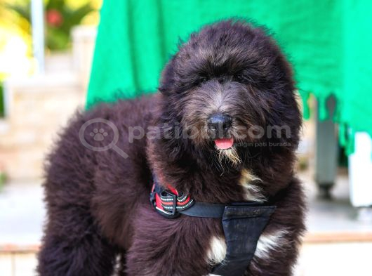 Nadi̇de Dev Bernedoodle Yavrular görsel