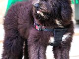 Nadi̇de Dev Bernedoodle Yavrular