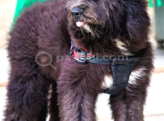 Nadi̇de Dev Bernedoodle Yavrular görsel