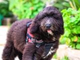 NADİDE DEV BERNEDOODLE YAVRULAR