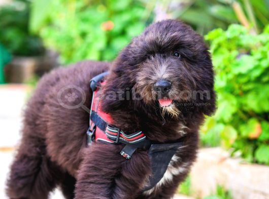Nadi̇de Dev Bernedoodle Yavrular