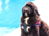 Nadi̇de Dev Bernedoodle Yavrular