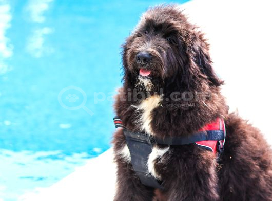 Nadi̇de Dev Bernedoodle Yavrular görsel