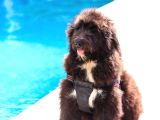 Nadi̇de Dev Bernedoodle Yavrular