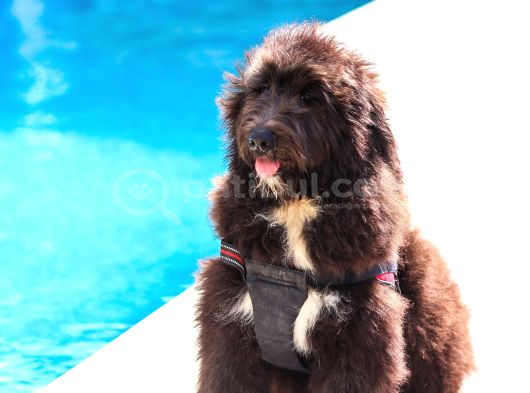 Nadi̇de Dev Bernedoodle Yavrular görsel