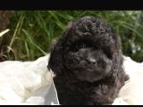 Siyah Inci Toy Ve Kore Poodle Bebekler