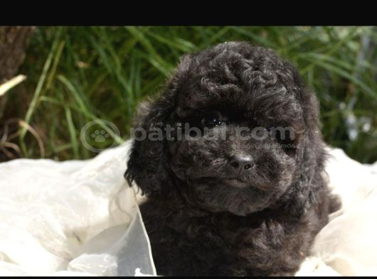 Siyah Inci Toy Ve Kore Poodle Bebekler görsel