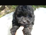 Siyah Inci Toy Ve Kore Poodle Bebekler