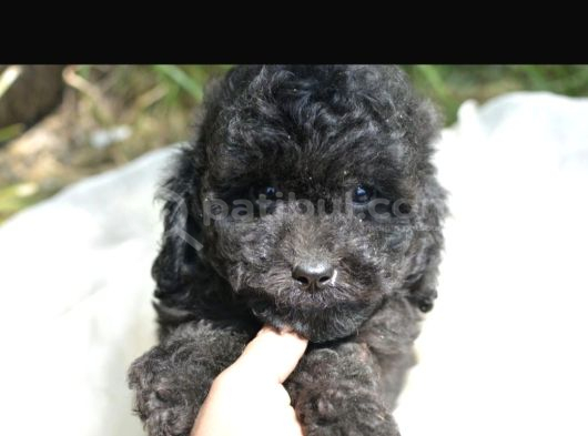 Siyah Inci Toy Ve Kore Poodle Bebekler görsel