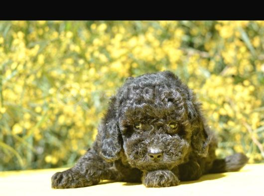 Siyah Inci Toy Ve Kore Poodle Bebekler görsel