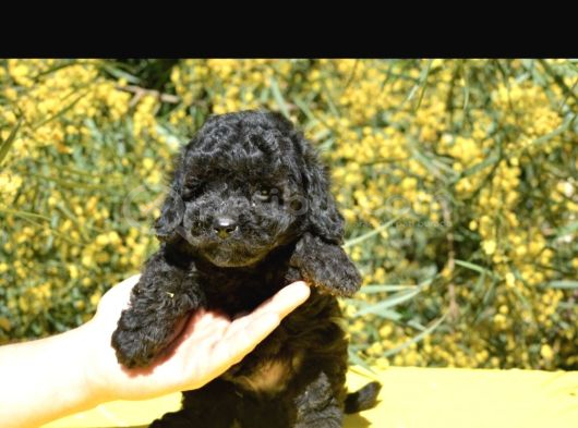 Siyah Inci Toy Ve Kore Poodle Bebekler