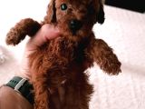 Toy Poodle Yavrularımız