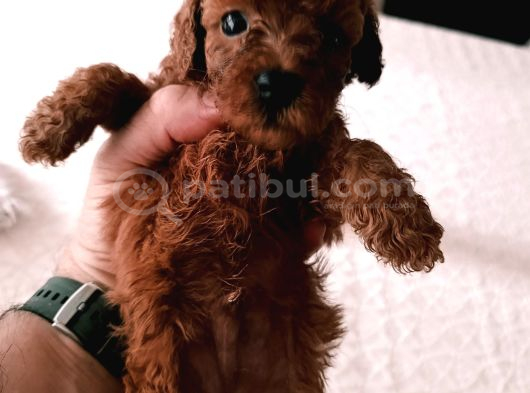 Toy Poodle Yavrularımız görsel
