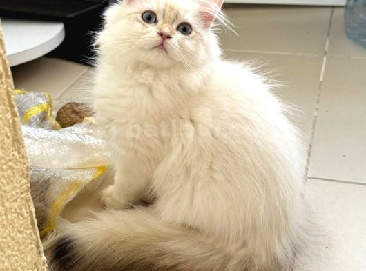 Safkan Scrli Ny11 Goldenblwck Yavrular