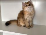Safkan Scrli Ny11 Goldenblwck Yavrular