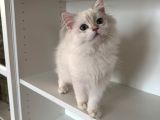 Safkan Scrli Ny11 Goldenblwck Yavrular
