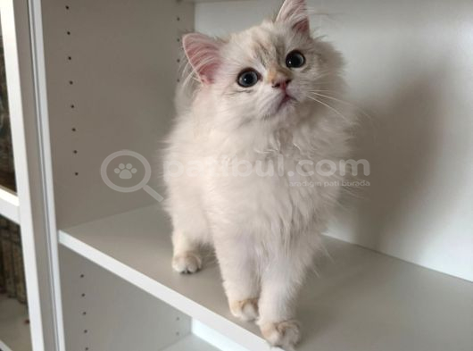 Safkan Scrli Ny11 Goldenblwck Yavrular görsel