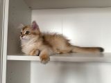 Safkan Scrli Ny11 Goldenblwck Yavrular