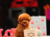 Mini Red Toy Poodle Yavrular