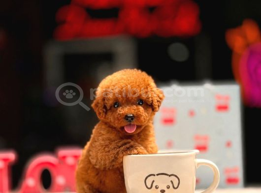 Mini Red Toy Poodle Yavrular
